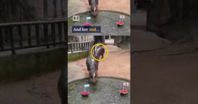 Pygmy hippo Moo Deng picks World Cup semi-final winners