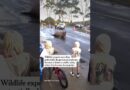 Seal’s Mischievous Antics Draws Crowds and Caution