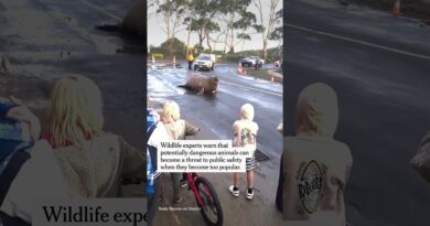 Seal’s Mischievous Antics Draws Crowds and Caution