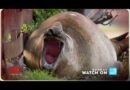 SNEAK PEEK: There’s something about Neil the Seal | 60 Minutes Australia