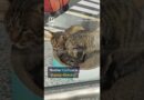 Stray cats become paw patrol at Chinese airport