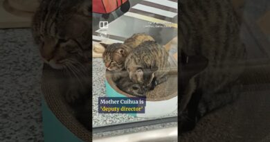 Stray cats become paw patrol at Chinese airport