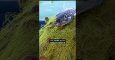 The fish taking over the Mediterranean Sea | DW News