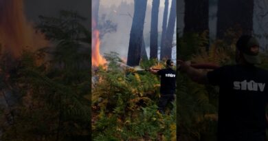 The relentless battle against France’s wildfires | DW News