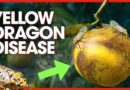 Tiny Bug From China Just Killed Florida’s Citrus Industry