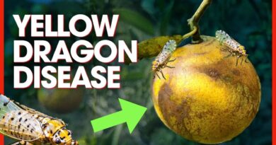 Tiny Bug From China Just Killed Florida’s Citrus Industry