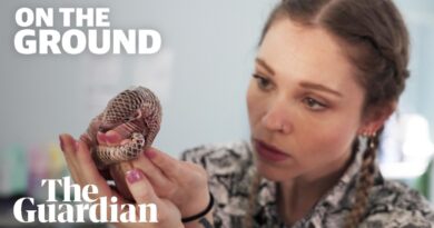 Undercover in Laos: how Chinese tourism fuels animal trafficking