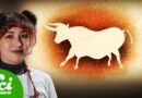 Why Are There No Wild Cows?