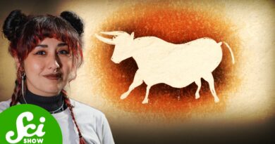 Why Are There No Wild Cows?