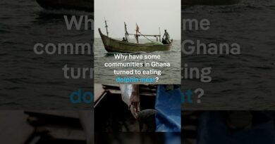 Why have some communities in Ghana turned to eating dolphin meat? | DW Documentary