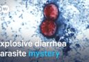 Why is the cyclospora diarrhea parasite spreading so quickly across the US? | DW News
