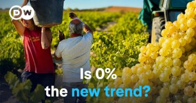 Will non-alcoholic wine save the winemakers? | DW Documentary