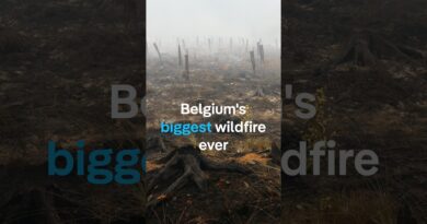 Belgium’s biggest wildfire ever | DW News