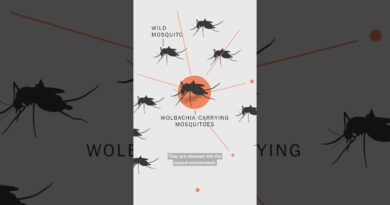 Brazil’s Disease-Fighting Mosquitoes