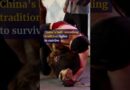 China’s bull-wrestling tradition fights to survive
