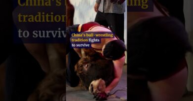 China’s bull-wrestling tradition fights to survive