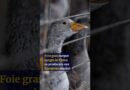 Chinese foie gras producers eye European market
