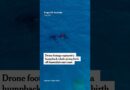 Drone Footage Captures a Whale Giving Birth