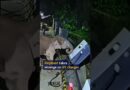 Elephant knocks down EV charging station after member of herd got caught up by cable in China