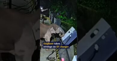 Elephant knocks down EV charging station after member of herd got caught up by cable in China