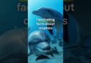 Fascinating facts about dolphins | DW Documentary