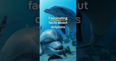 Fascinating facts about dolphins | DW Documentary