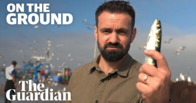 Fishy business: who really profits when sardines go viral?