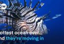 From warming seas to invasive species: What’s happening? | DW News