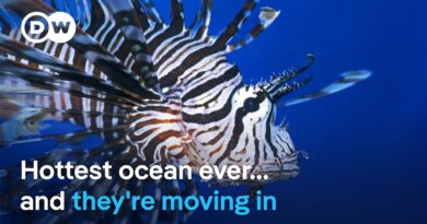 From warming seas to invasive species: What’s happening? | DW News