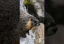 Hikers From American West Face Unexpected Threat: Marmots