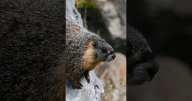Hikers From American West Face Unexpected Threat: Marmots
