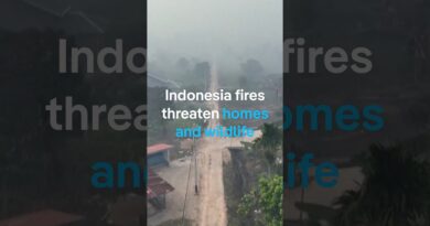 Indonesia fires threaten homes and wildlife | DW News