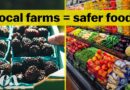 Is the food at the farmers market safer?