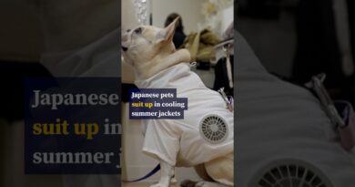 Japanese pets suit up in cooling summer jackets