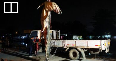 Malaysia battles soaring crocodile encounters