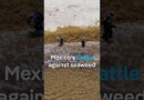 Mexico’s battle against seaweed | DW News