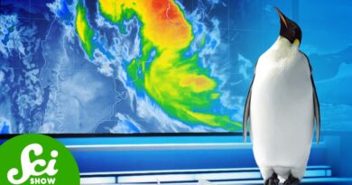 Penguins Control the Weather