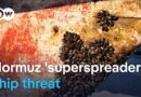 Scientists warn stranded ships could export invasive species worldwide | DW News