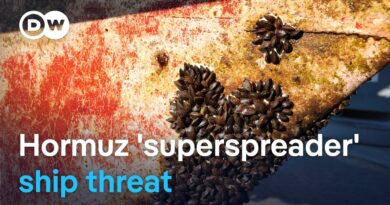 Scientists warn stranded ships could export invasive species worldwide | DW News
