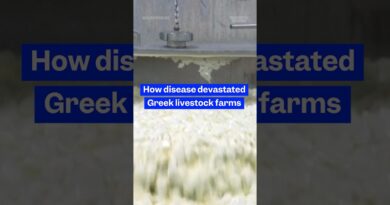 The #livestock crisis driving up the price of #Greek #feta. #bigbusiness #cheese #poxoutbreak