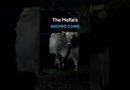 The sacred cows of the ’Ndrangheta | DW Documentary