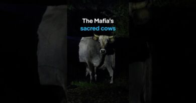 The sacred cows of the ’Ndrangheta | DW Documentary