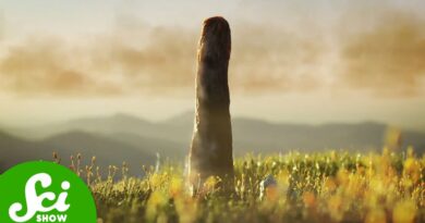 Those Ancient Giant Fungi Weren’t Fungi After All