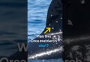 Was this Orca matriarch shot? | DW News