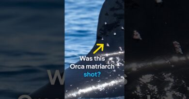 Was this Orca matriarch shot? | DW News