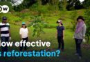 Can trees save the planet? | DW Documentary