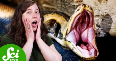 How To Survive Being Eaten