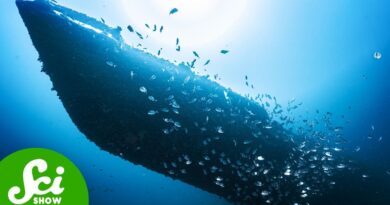 The Life and Death of the Portland Shipwreck