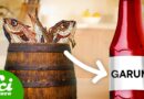 The Stinky Fish Sauce Ancient Romans Couldn’t Live Without