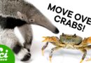 Why Do Things Keep Evolving Into Anteaters?